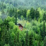 brown wooden house on green forest during daytime