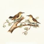 two brown and white birds perching on tree branch illustration