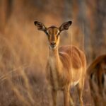 brown deer on brown grass field during daytime