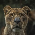 Lioness illustration