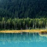 photography of green pine trees during daytime