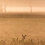 a rabbit in a field