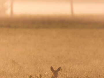 a rabbit in a field