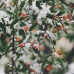 shallow focus photography of trees filled of snow