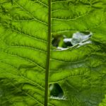 green leaf plant in close up photography