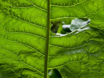 green leaf plant in close up photography