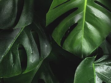 shallow photography of leaves