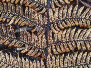 a close up of a plant with brown leaves