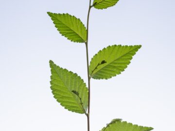 green leafed plant