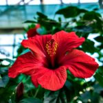 a large red flower in a green house