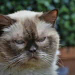 Adorable Himalayan cat in focus against a blurred garden background.