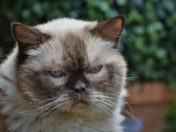Adorable Himalayan cat in focus against a blurred garden background.