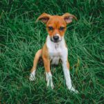 Cute rat terrier puppy sitting on lush green grass, looking at the camera.