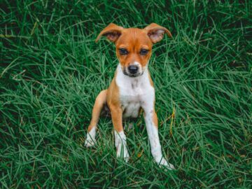 Cute rat terrier puppy sitting on lush green grass, looking at the camera.