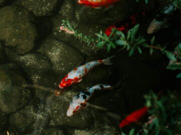 Vibrant koi fish gracefully swimming in a tranquil pond surrounded by rocks and green foliage.