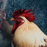 Vivid close-up of a rooster reflecting in glass, captured in Bandung, Indonesia.
