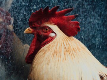 Vivid close-up of a rooster reflecting in glass, captured in Bandung, Indonesia.