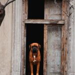 A captivating image of a Boxer dog standing majestically in a rustic, abandoned doorway.