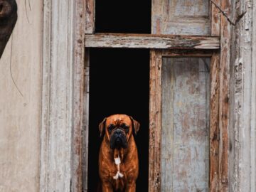 A captivating image of a Boxer dog standing majestically in a rustic, abandoned doorway.