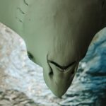 Close-up of a manta ray swimming underwater, showcasing its unique underside.