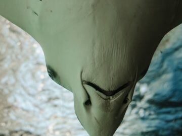 Close-up of a manta ray swimming underwater, showcasing its unique underside.