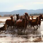 A dynamic scene of horses running through water guided by dogs in a natural setting.