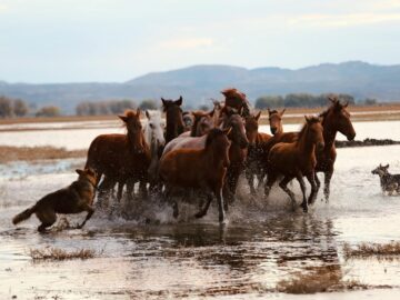 A dynamic scene of horses running through water guided by dogs in a natural setting.