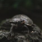 A detailed close-up of a turtle resting on a rock in its natural environment.
