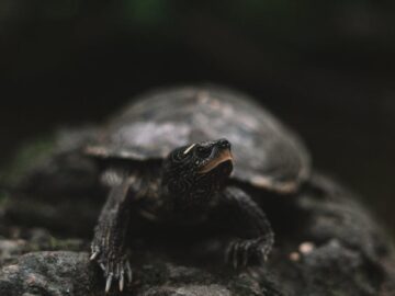 A detailed close-up of a turtle resting on a rock in its natural environment.