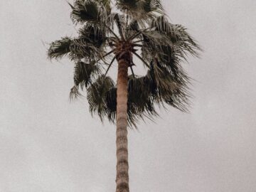 A palm tree stands tall under a gloomy sky in Antalya, Turkey, capturing a serene outdoor scene.