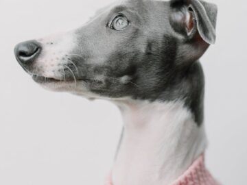A stylish Italian Greyhound wearing a pink sweater against a white backdrop, showcasing elegance.