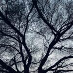 An intricate silhouette of tree branches set against a twilight sky, creating a mysterious atmosphere.