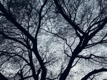 An intricate silhouette of tree branches set against a twilight sky, creating a mysterious atmosphere.