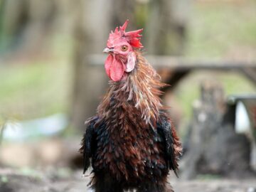 A vibrant rooster stands alone outdoors, showcasing its striking plumage.