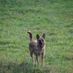Belgian Malinois dog standing in a lush green field on a sunny day.