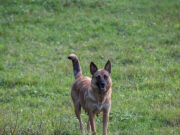 Belgian Malinois dog standing in a lush green field on a sunny day.