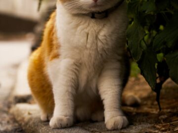 Charming ginger cat sitting on a path in Zermatt, surrounded by greenery.