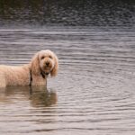 A Goldendoodle stands in the serene waters of a lake in Stanley, Idaho.