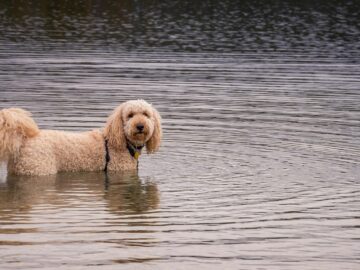 A Goldendoodle stands in the serene waters of a lake in Stanley, Idaho.
