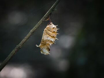 Detailed view of a chrysalis hanging from a branch, showcasing metamorphosis.