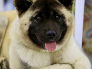 Adorable Akita dog relaxing indoors, capturing a close-up of its fluffy face.