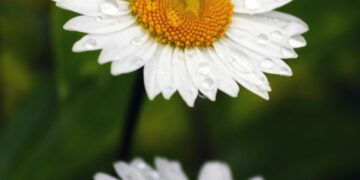 Macro shot of white daisies with dew, capturing their vibrant yellow centers in a lush green meadow.