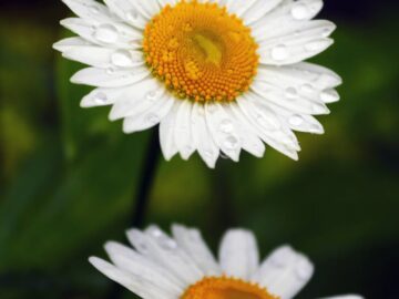 Macro shot of white daisies with dew, capturing their vibrant yellow centers in a lush green meadow.