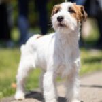 Cute terrier dog standing on a leash outdoors, basking in the sunlight.
