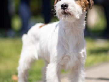 Cute terrier dog standing on a leash outdoors, basking in the sunlight.