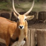Close-up of a majestic antelope with large horns in a natural outdoor setting.