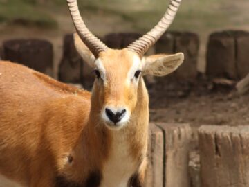 Close-up of a majestic antelope with large horns in a natural outdoor setting.