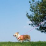 A Pembroke Welsh Corgi enjoying a walk on a leash in a sunny rural field.