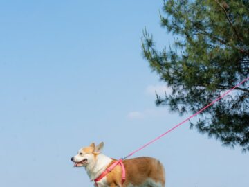 A Pembroke Welsh Corgi enjoying a walk on a leash in a sunny rural field.