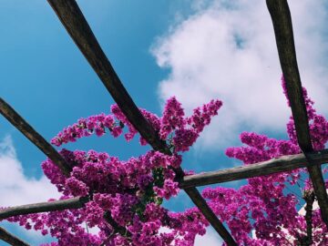 Vibrant purple bougainvillea blossoms under a wooden pergola in Amalfi, Italy, against a bright blue sky.